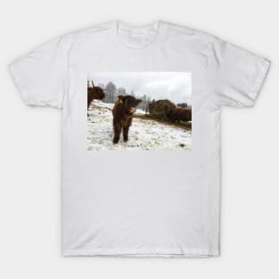 Scottish Highland Cattle Calf 1660 T-Shirt